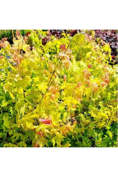 Клен Оранж Дрим - 5л/вис.100-160см/Ø30-40см